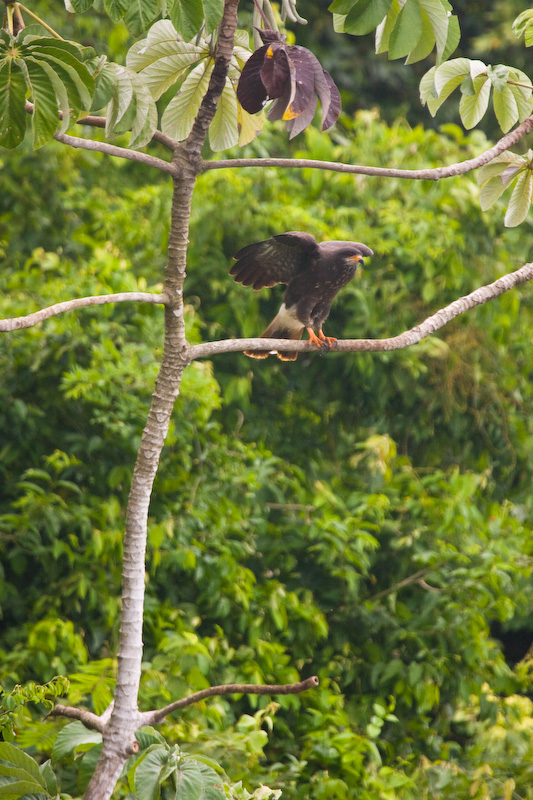 Snail Kite In Tree